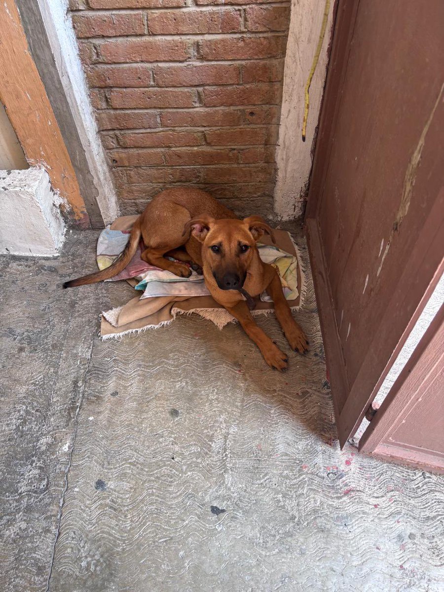HELA_MORE's tweet photo. 🐾 Hola, soy Cerecito y necesito tu ayuda. 💔

A mis escasos 6 meses de edad ya me ha tocado vivir cosas muy feas.

Me echaron del que alguna vez fue mi hogar. Y cada vez que regreso, rasco la puerta buscando entrar… pero me golpean y me vuelven a correr.

¿Te imaginas regresar al lugar que conocías como tu hogar y que te reciban a golpes? 💔

No entiendo por qué son así conmigo. Yo solo tengo miedo, frío y muchísima hambre.

Estos días he tenido que comer basura… incluso encontré un animalito muerto dentro de una bolsa y tuve que comerlo porque no tenía nada más. 😭

Ahora estoy en la calle y no estoy seguro. Incluso están pensando en llamar al antirrábico.

Tengo apenas 6 meses y no debería estar viviendo esto. Yo solo necesito que alguien me ayude.

🙏 Si puedes ayudarme, por favor avísale a Hela.

Estoy en Edomex y necesito salir de la calle antes de que algo peor me pase.

💔 No quiero seguir sobreviviendo; quiero tener un hogar donde me quieran y nunca más me vuelvan a golpear.