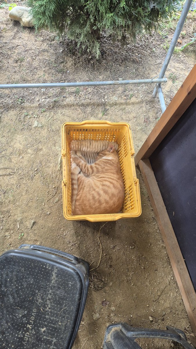 ibharu0711's tweet photo. 혈중고양이농도높이고가세요😼 https://t.co/jr79t10ujk