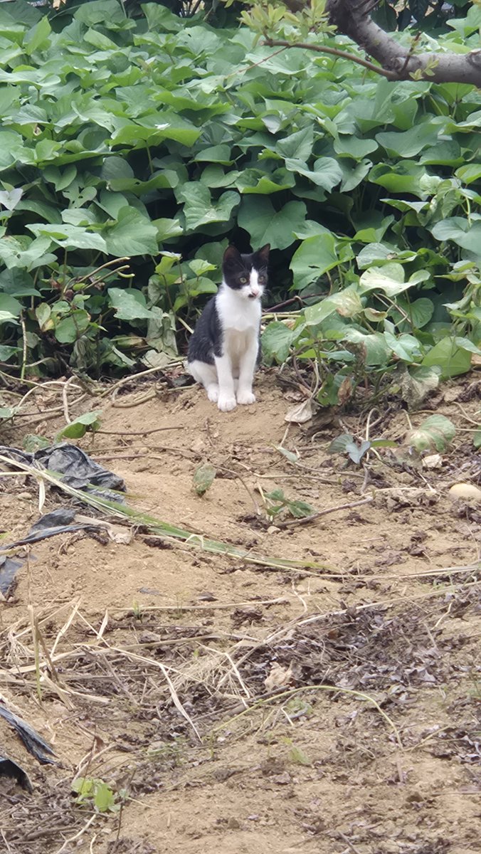 ibharu0711's tweet photo. 혈중고양이농도높이고가세요😼 https://t.co/jr79t10ujk