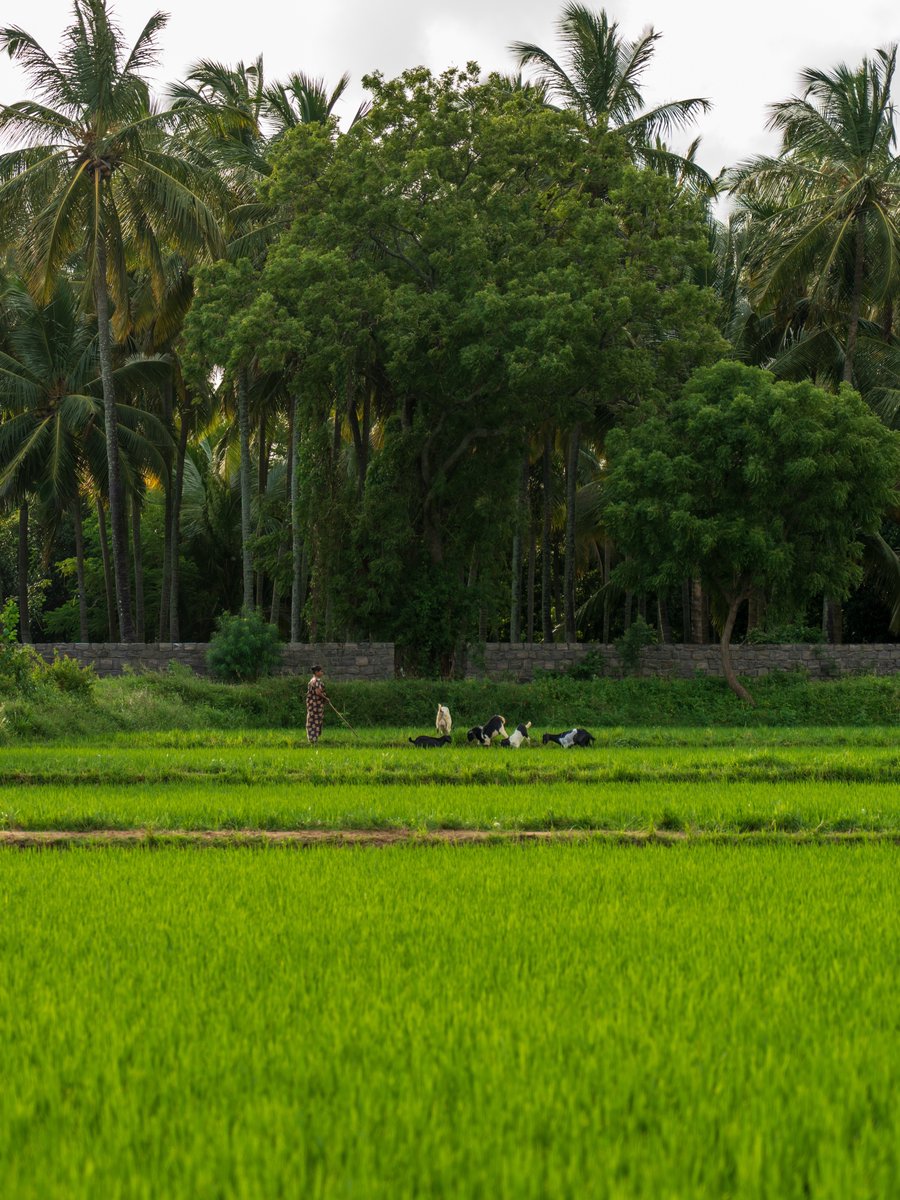 Gokerala_'s tweet photo. There’s something about this village near Palakkad, Kerala. https://t.co/KS3XOg9nTE