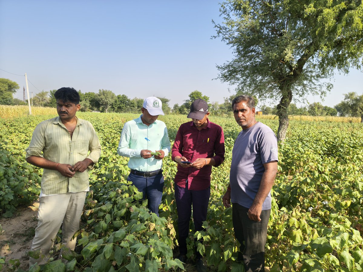 lcipmcnagaur's tweet photo. आज दिनांक 23.09.2026 को LCIPMC, नागौर की सर्वे टीम द्वारा खींवसर ब्लॉक के ग्राम भेड़ में कपास, मिर्च एवं बाजरा फसलों में IPM सर्वे किया गया। साथ ही किसानों को NPSS ऐप के संबंध में जागरूक किया गया तथा ऐप के उपयोग एवं सुविधाओं की जानकारी प्रदान की गई
#IPM #NPSS #Agriculture #DAFW https://t.co/lbk9nEQYx8