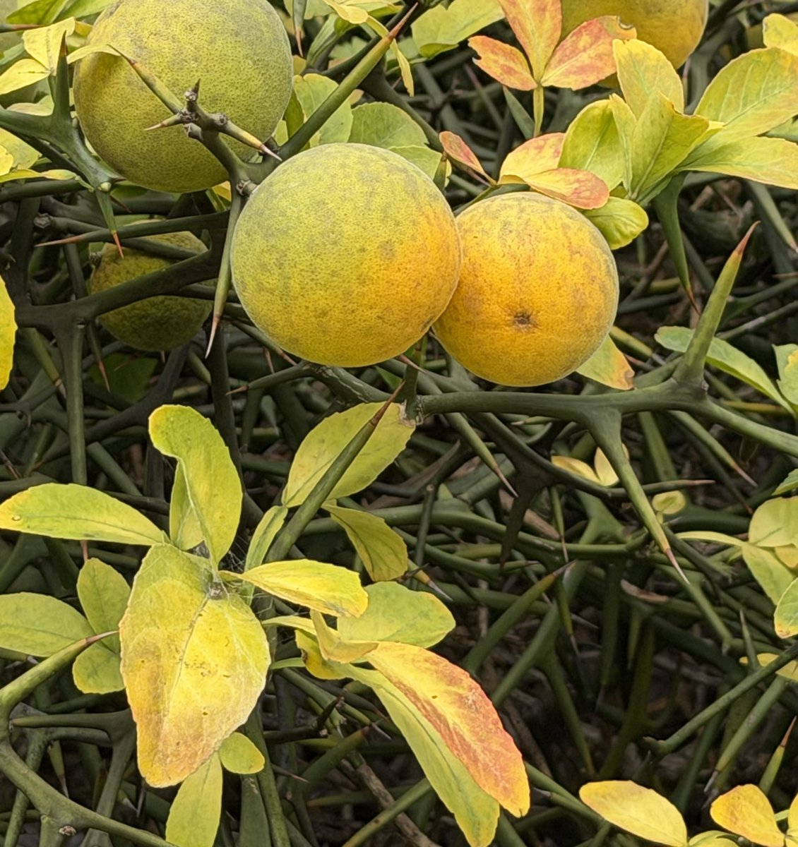 madamadamatu's tweet photo. 防御がすごい🍊

連休最終日、のんびりお散歩。

こんにちは！
良い休日を🍀 https://t.co/vM9g2gCEpZ