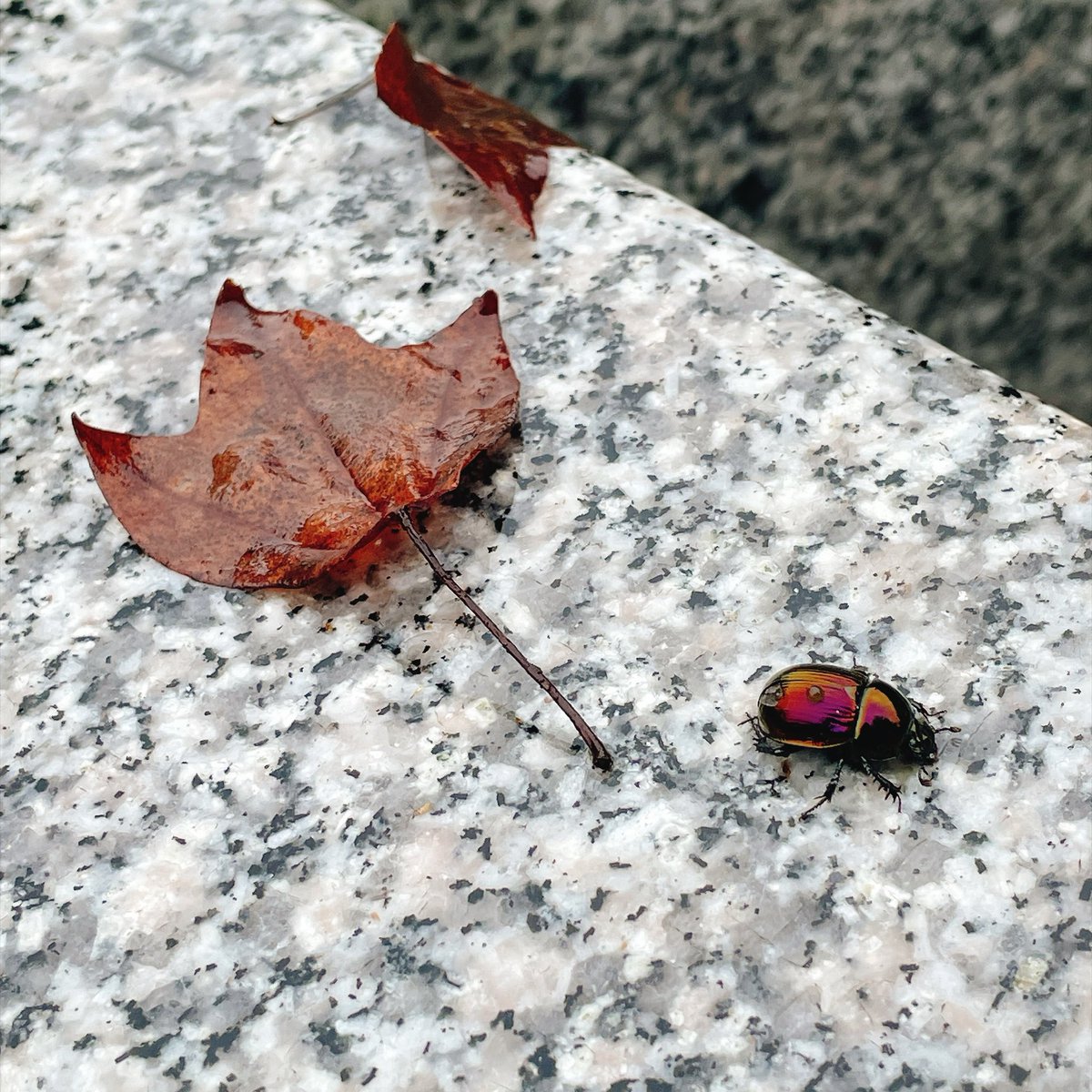 NNKTKPRO's tweet photo. 【⚠虫注意⚠】
霧雨の降る中、お墓参りに行ってきたんだけど…

仰向けになってバタバタしてる虫がいたからひっくり返したらピカピカのコガネムシだった〜❣

虫キモくて嫌いだけど、野生のコガネムシ初めて見たし、綺麗だから写真撮った😫❤️ https://t.co/kPKMsSef45