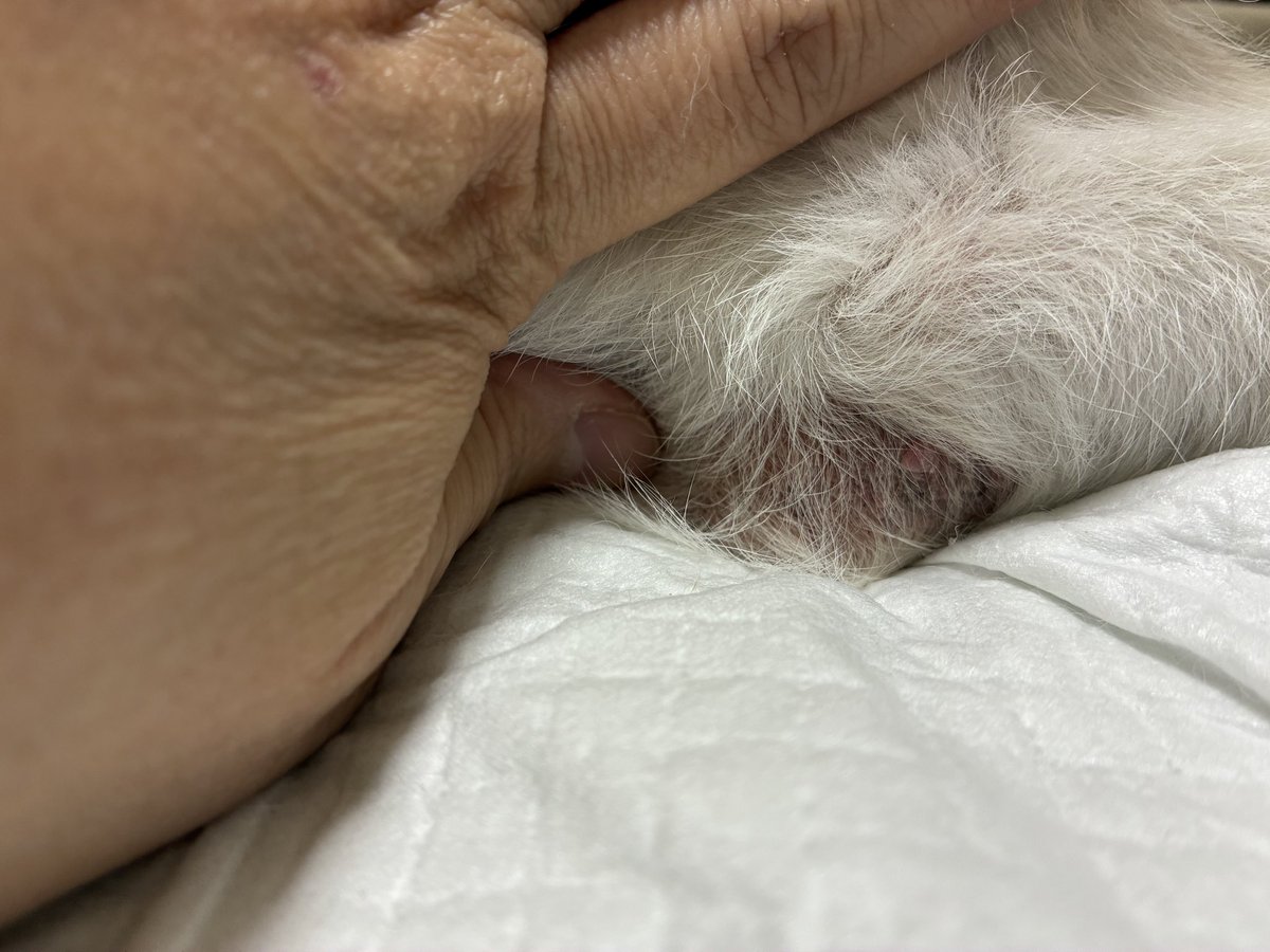 snkst2020's tweet photo. これは…床ずれ？
２枚目の膝の写真はイボにも見えるけど…
３枚目の肘の写真は床ずれになりかかってる？

🐶左側が下は落ち着かないよぉ〜
元に戻してよぉ！！

うーん、困ったなぁ〜🥺

#秘密結社老犬倶楽部 https://t.co/e2rZTvmcut
