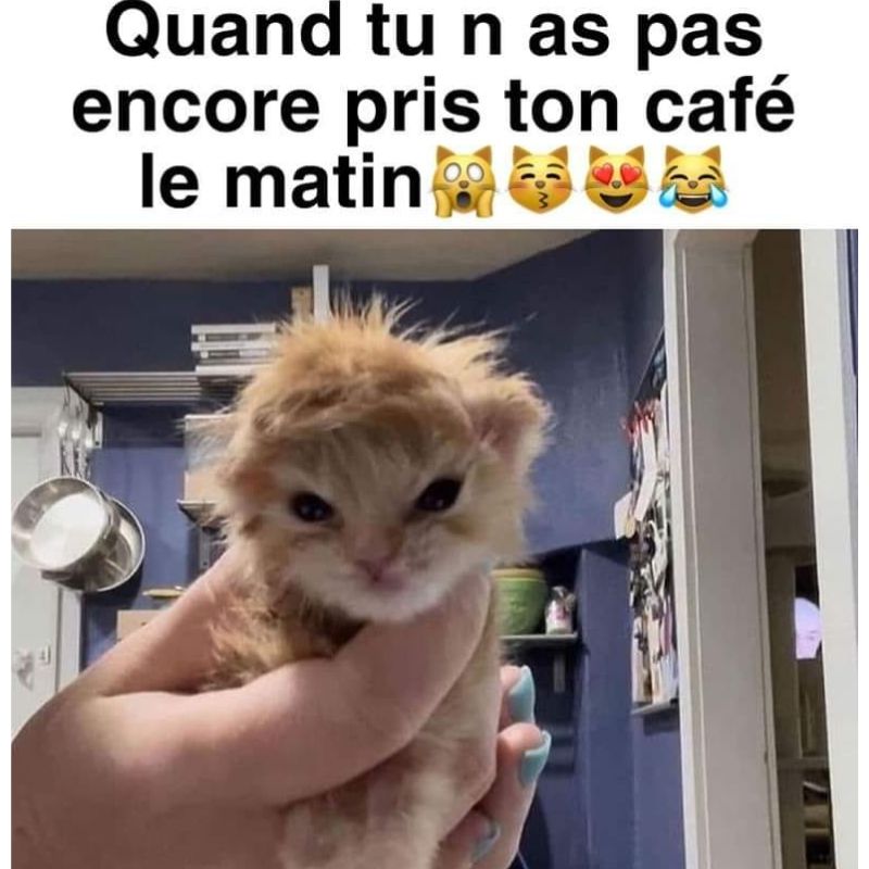 BeguinChat's tweet photo. 😂🤣😂😋
#chat #chats #chaton #chatons #funnycat #funnycats #felin #gato #gatos #gatto #minet #bouledepoil #kitten #kitty #mdr #lol #marrant #humourchat #humourchats #chatdrole #katze #rigolo #marrant https://t.co/tvFmY1Cyi4