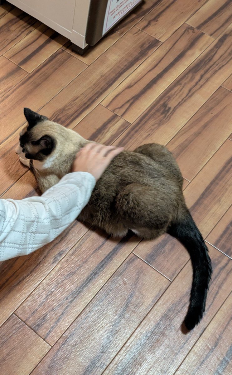 Shirley_Temple_'s tweet photo. 今回の旅は猫によく出会いました。
津和野城近くの猫カフェに癒され、
宿泊先にもかわいい猫さんたち。
備中松山城には猫城主さんじゅーろーさんがいて、娘さんは満喫したようです。 https://t.co/GZOxcyvJaJ