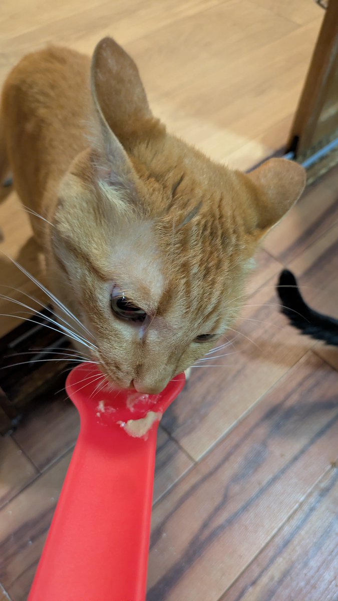 Shirley_Temple_'s tweet photo. 今回の旅は猫によく出会いました。
津和野城近くの猫カフェに癒され、
宿泊先にもかわいい猫さんたち。
備中松山城には猫城主さんじゅーろーさんがいて、娘さんは満喫したようです。 https://t.co/GZOxcyvJaJ