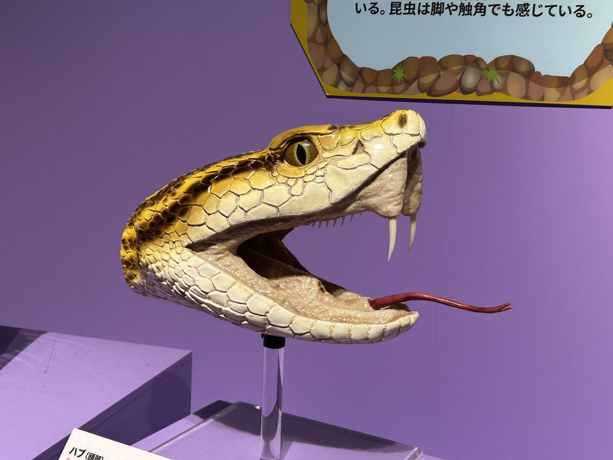 piccoro116's tweet photo. 連休最終日にダーウィン展。なかなかの混み具合。ガチャはカラー版しかでなかった。まさかブロンズ版がレア枠？　しかしさすがは科博とNHK、剥製と映像のクオリティがすごい。 https://t.co/oR6ahHHKQ4