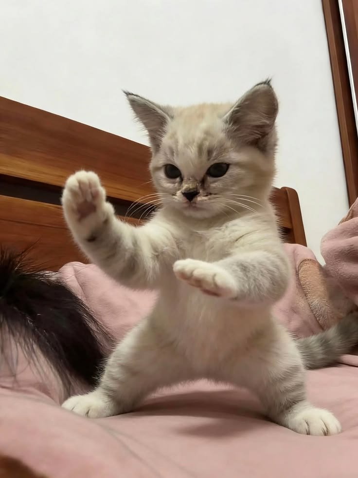 PrettyGoat_06's tweet photo. CAT SEASON PAIRED SNDK 😾 

$FLOPPY go 100M MC https://t.co/hzwxaWOD4I