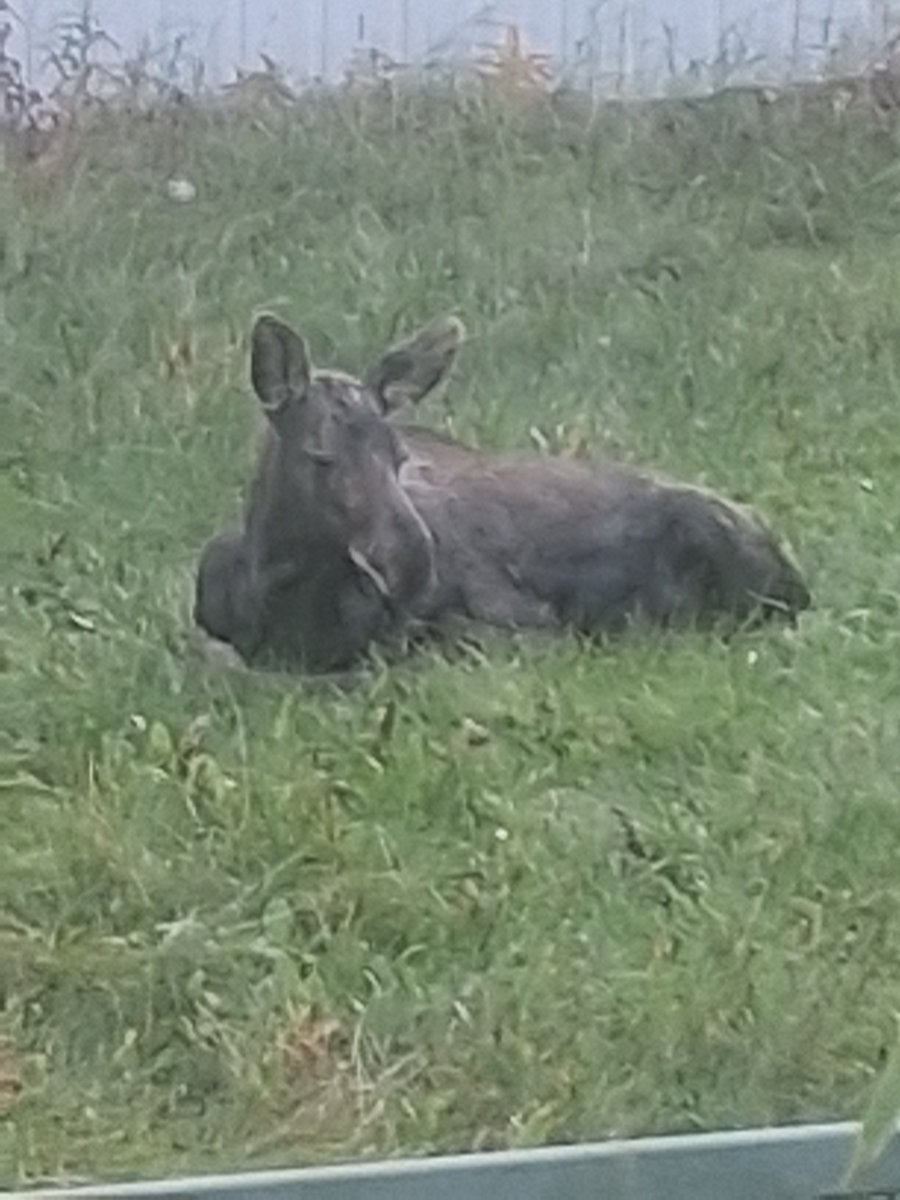 RejectedDiamond's tweet photo. Apparently my backyard is a nice napping spot

🤫 it eepy.... https://t.co/rrH8uoP2mo