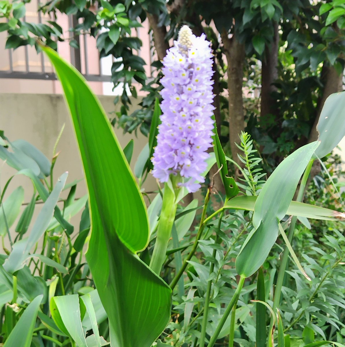 tw168iroiro's tweet photo. 父の彼岸墓参
道中の遊歩道に咲いてた紫の花
調べたらポンテデリアコルダータというらしい
一日花で、こんな咲き誇ってても夕方には萎んじゃう…儚いね
でも他の蕾から次々に花が咲くとか
そぅだよね
地にちゃんと根張りして、花が萎んでもまた次咲かせればいいし、葉もまた綺麗
　↑どした？私(笑🤣) https://t.co/xRLpswwUCu