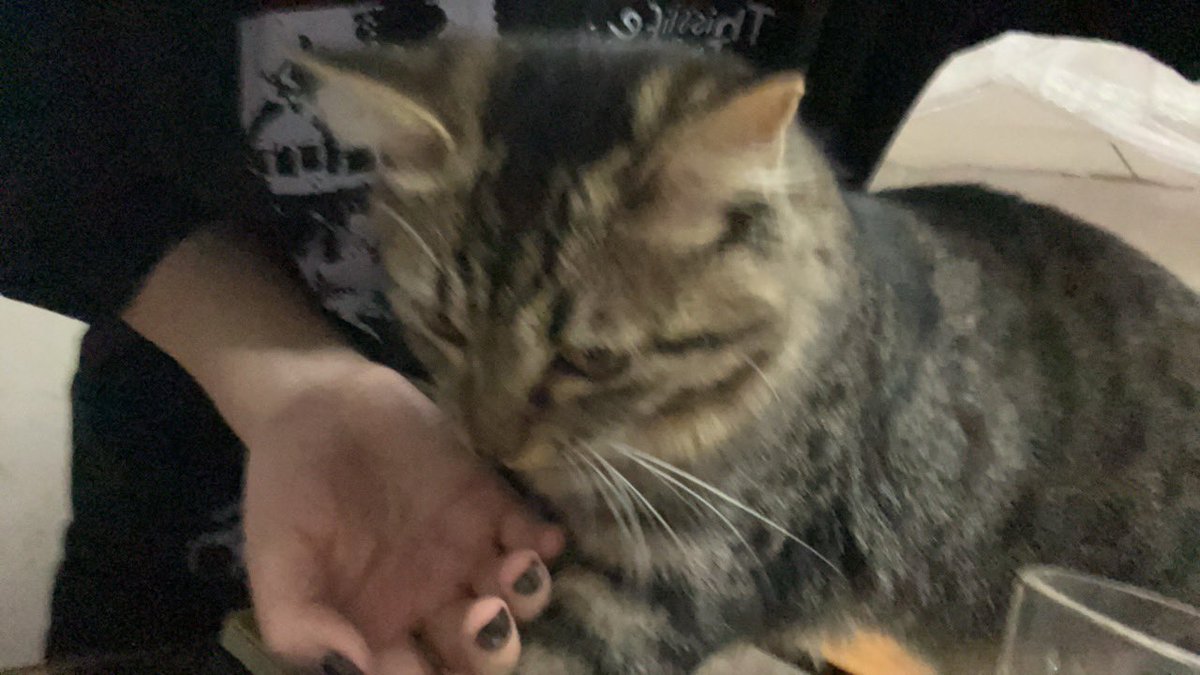 becomeatear26's tweet photo. 我家的小猫，叫小好 https://t.co/IMSr2L3vBb
