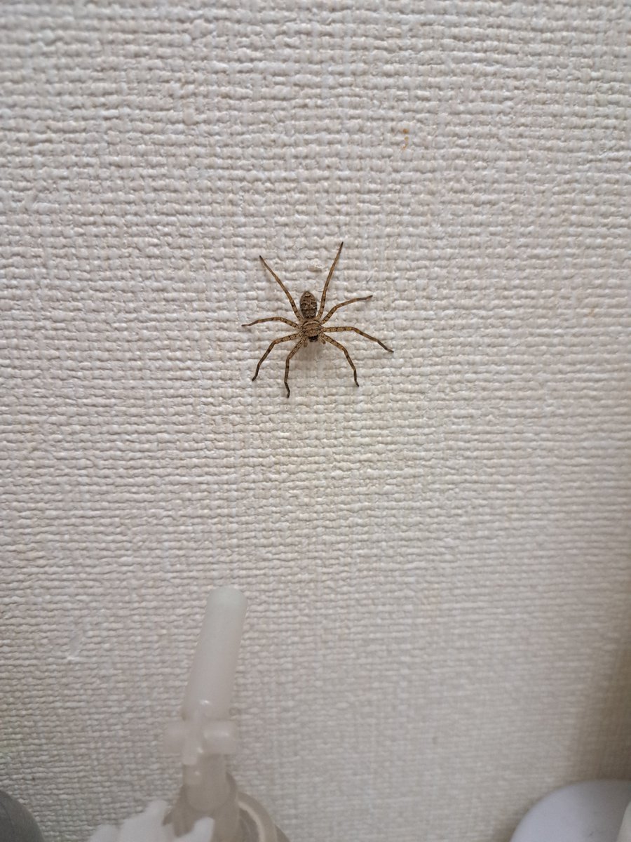 0625rurop's tweet photo. 1週間前ぐらいから同居を開始した子蜘蛛。
最近はお風呂場にずっといる。 https://t.co/bUSibpUjlC