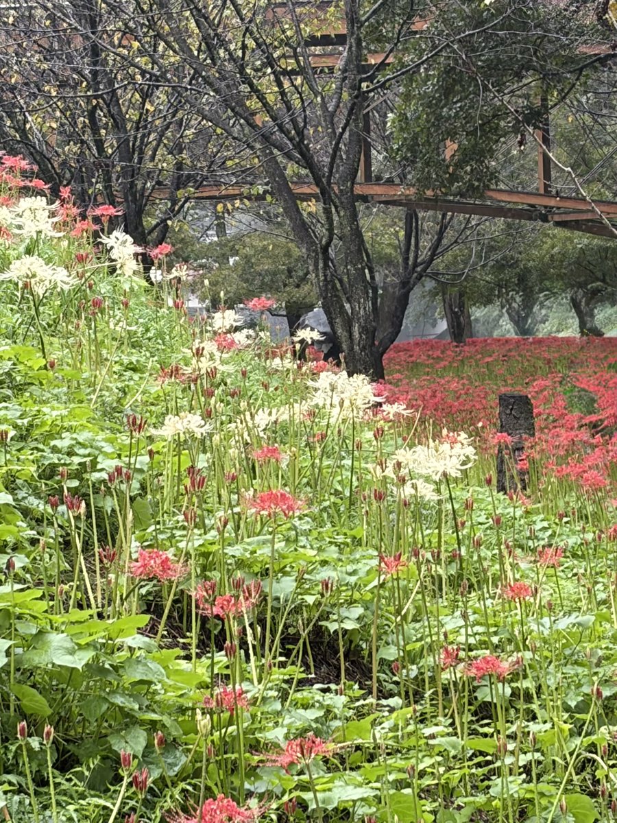 Firepanda777's tweet photo. 埼玉県日高市巾着田の彼岸花を見てきました。小雨の降る天気だったので、観光客も少ないかと思いきや、晴天の日と変わらない混雑ぶり…彼岸花はちょうど今が満開です。
#巾着田
#彼岸花 https://t.co/WYNaPWzRLd