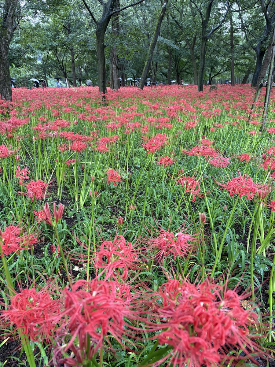 Firepanda777's tweet photo. 埼玉県日高市巾着田の彼岸花を見てきました。小雨の降る天気だったので、観光客も少ないかと思いきや、晴天の日と変わらない混雑ぶり…彼岸花はちょうど今が満開です。
#巾着田
#彼岸花 https://t.co/WYNaPWzRLd