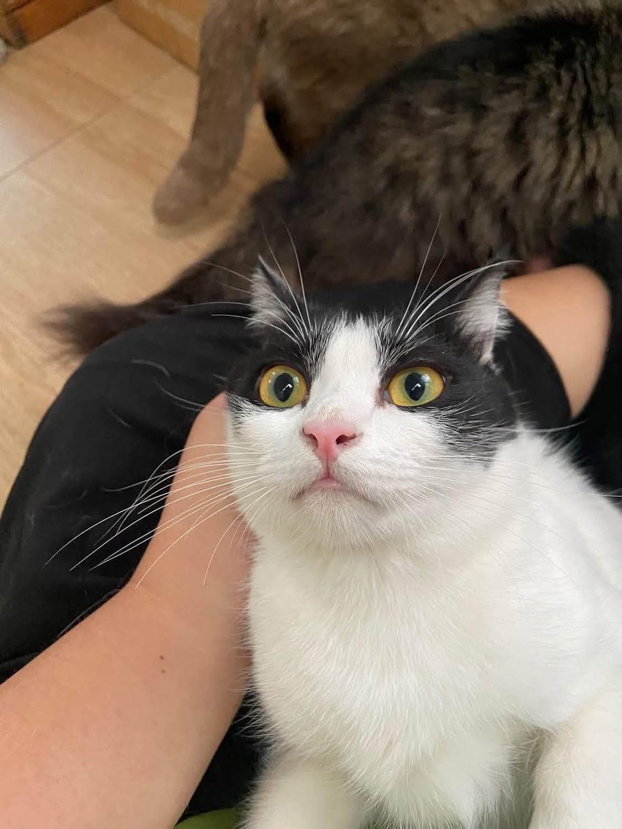 CatsterClub's tweet photo. 🏠 หาบ้านให้น้องแมว 🏠 (ฝากประกาศ)

หาคนอุปการะน้องฟรีค่ะ
น้องเป็นลูกครึ่งแมวจร ผสมอเมริกันเคิร์กค่ะ
อายุ 2ขวบ
เกิด 17/08/67 
อยู่แถวนนทบุรี บางบัวทอง บางพลู
ขอคนที่มารับถึงบ้านได้จะดีมากค่ะ
เพศหญิงทั้งคู่
เลี้ยงระบบปิด วัคซีนครบค่ะ ปีนี้ยังไม่ทำครบรอบวัคซีนน่าจะเดือนน่าค่ะ
ทำหมันแล้ว
มีฝังไมโครชิปแล้ว

📍*** น้องเป็นแมวดุนะคะ เคยมีคนรับไปแล้วส่งคืน เพราะไปกัดแฟนที่เป็นผู้ชาย ที่บ้านที่เลี้ยงไม่มีผู้ชายเลยอาจจะไม่คุ้นเคยเพราะเลี้ยงที่บ้านไม่กัด 
     แต่แตะน้องไม่ค่อยได้ ห่วงตัวทั้งสองตัวเลย 
      ไม่เคยตีน้องแต่เคยจับน้องตัดเล็บเช็ดหูแล้วน้องไม่ชอบค่ะ 
     ตอนเด็กๆเล่นปกติ แต่พอวัยรุ่นเขาก็เริ่มห่วงตัว และไม่ให้จับเลย ตอนนี้อุ้มไม่ได้ แต่จะจับลูบเขาได้แค่ตอนเขากินอาหาร
*** อยากให้คนที่รับน้องได้จริงๆและสามารถจะปรับนิสัยเขาได้

📍สนใจทักแชทได้ค่ะ
0949936811
***ขอคนที่อ่านรายละเอียดครบนะคะ

ใครสนใจรับดูแลติดต่อหาเจ้าของได้เลยนะคะ หรือ ช่วยกันรีกระจายข่าวก็ได้ค่า มาช่วยกันหาบ้านอันอบอุ่นให้น้องกันนะคะ