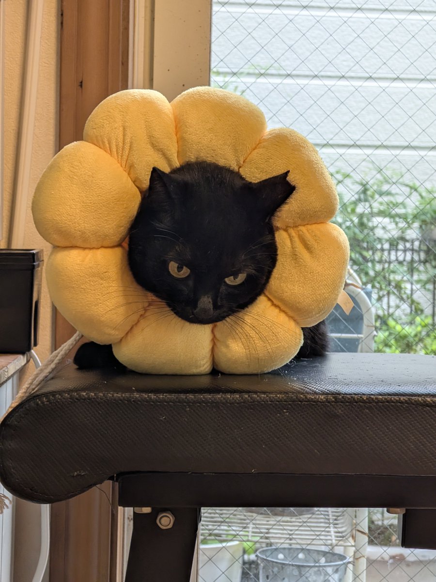kimucoro1's tweet photo. ใฑใณใซใใฆ่ฒ ๅท
โ#SakuraCat #EartippedCat #CatsOfJapan https://t.co/6DPfipTjSR