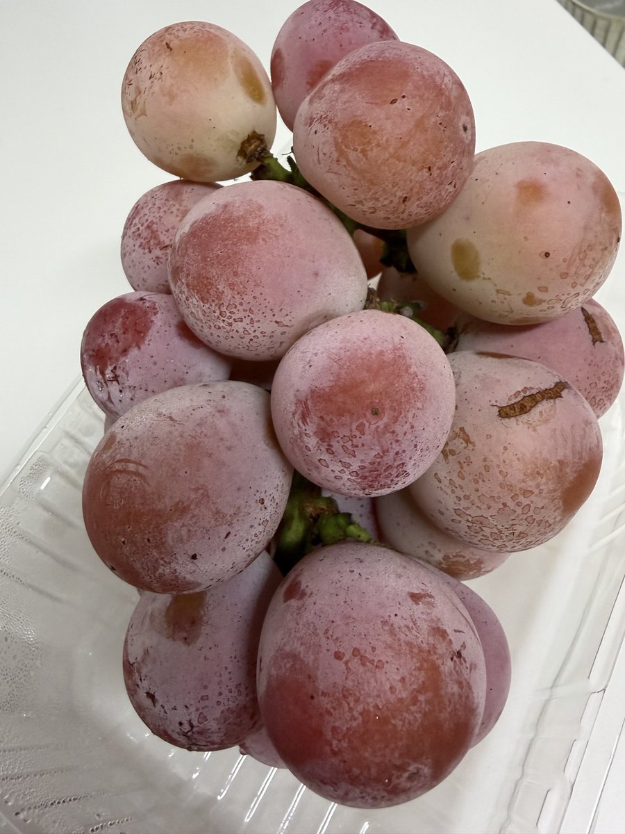 setsugeccarica's tweet photo. 「めっちゃ甘いで〜食べてみ」と頂いたクイーンニーナが美味しすぎる https://t.co/Gxqc1Fb6YV