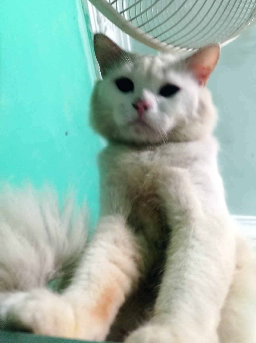 mikocute30's tweet photo. Tingkahnya ngerandom banget ini kucing.. Suka bikin jengkel babu nya.. 🙄🙄 https://t.co/Xw3dHSHDcA