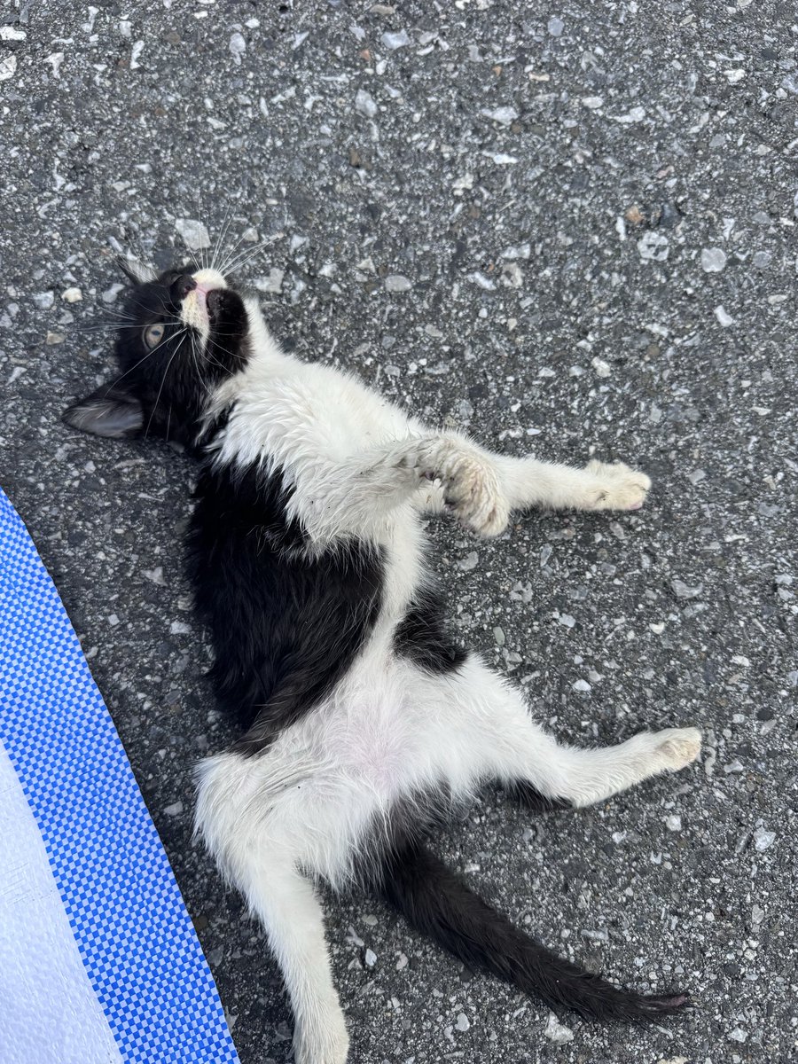 Nyaaany320's tweet photo. 道の真ん中で轢かれてた子猫。

頭がちょっと動いたのが見えて、急いでUターンした。

脚が3本折れてて、動くのは前足1本だけ。
それでもごはんはちゃんと食べてくれる。

うちの子らもみんな、轢かれてた子たち。

猫神様が引き合わせてくれてるんかな🐈‍⬛
がんばれチビちゃん😿

#保護猫 #ハチワレ https://t.co/0BO5Aobmjz