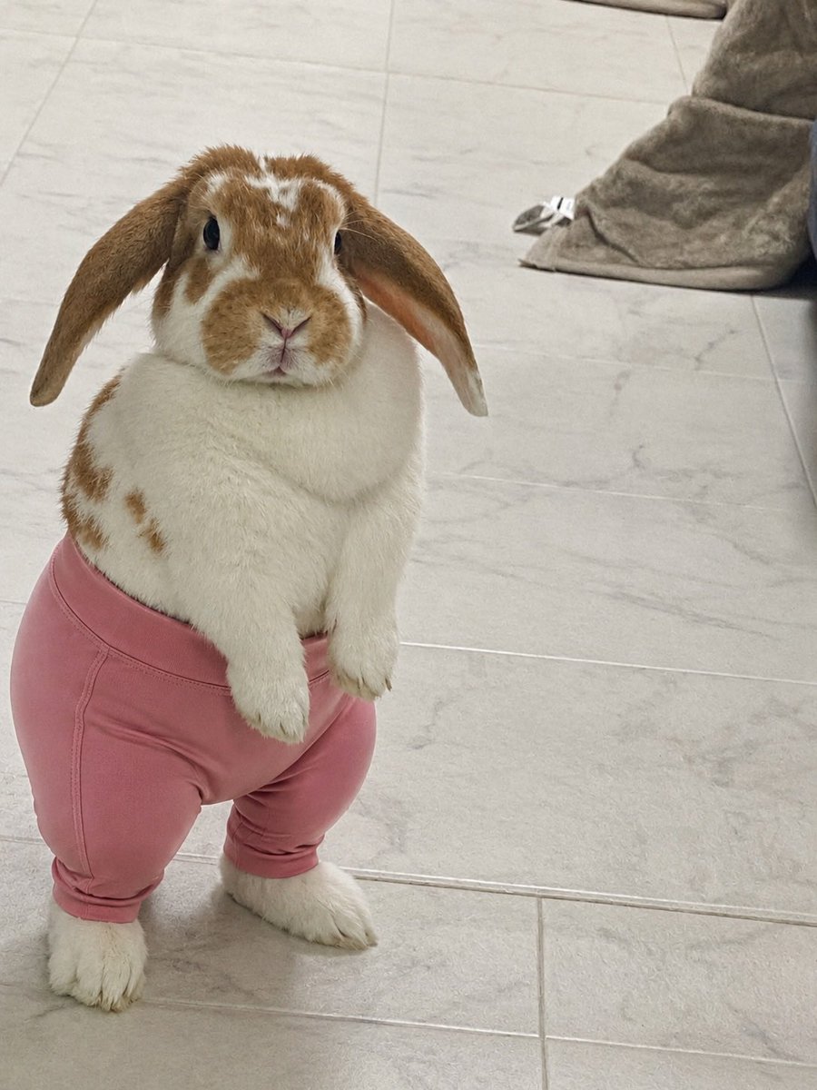 sAlxhDABL9RFOy6's tweet photo. 🐰🐰🐰🐰爪切り頑張りました

安定のきなはおしっこ漏らし💛🤭
パンツ履かせとこ（前のヨガのやつ🤣）

皆いい子ちゃん🩷🩷🩷🩷🩷🩷 https://t.co/ybpYTQ2BYG
