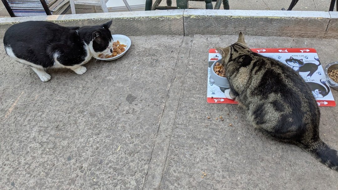 AllotmentCat's tweet photo. (Amanda)

Maurine and I had our breakfast together yesterday.

I noticed that he ate very quickly and finished before I did.

Then he sat and watched me.

I movedaway as soon as I'd had enough and of course, he rushed over and finished it for me.

He never leaves any food in his bowl.

I wonder if his appetite will ever slow down?