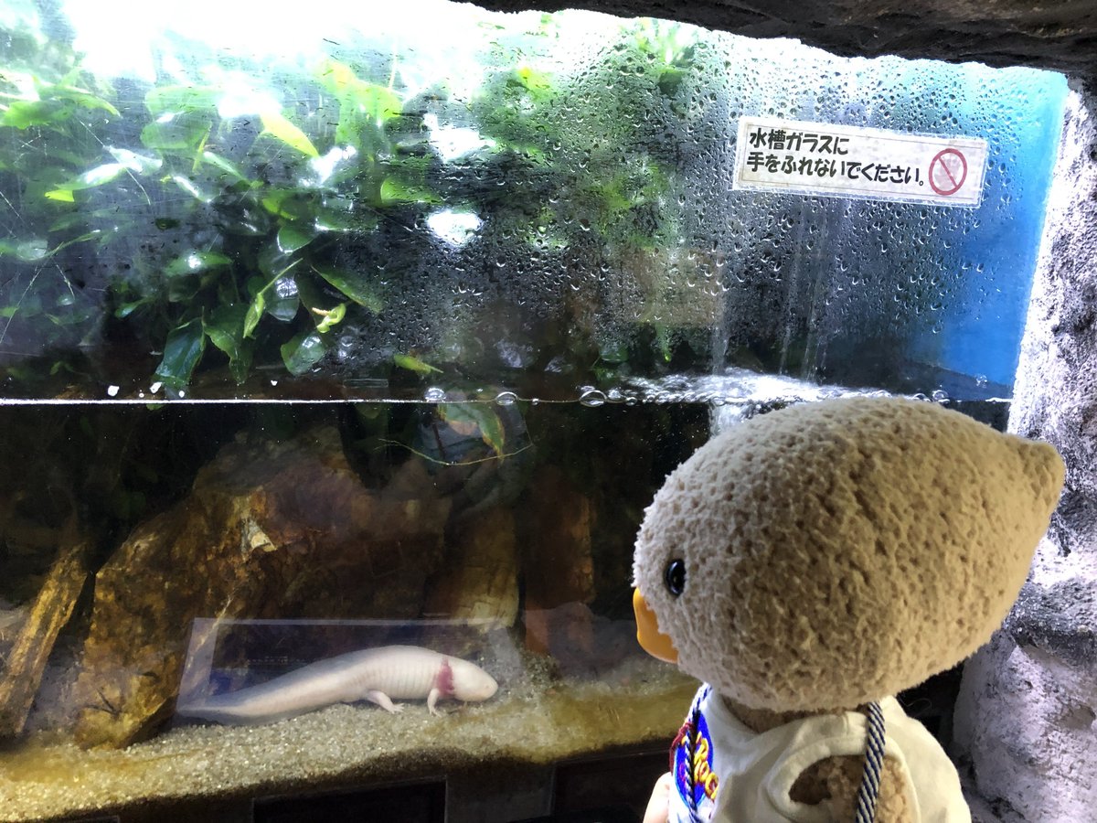 DStamarid0's tweet photo. うぱるぱくんにあえたよ♪ https://t.co/2WLkQz82s4