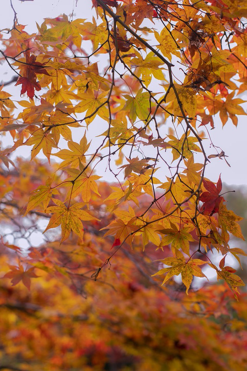 Lavi_av's tweet photo. Сад Окочи Сансо 🍁 https://t.co/K6dLosWuDN