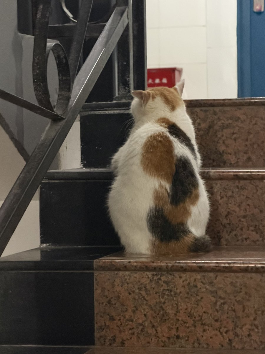 v6z2rb's tweet photo. 没人找我认领投喂吗🥺那给你们看小猫吧 https://t.co/16UowsuiVF