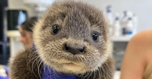 meneame_net's tweet photo. Rescatan a una cría de nutria en La Vera: así es su recuperación en el centro Los Hornos https://t.co/WFJOZMxJSZ https://t.co/YOpeVLlJGG