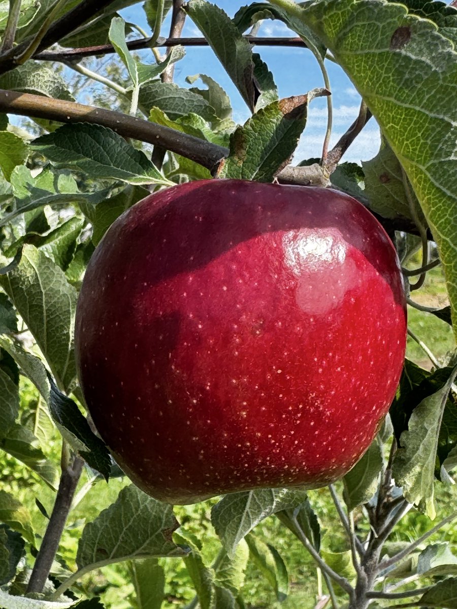 aomoriapple's tweet photo. 紅玉もいい色になってきました🍎
もう、見るだけでよだれが🤤 https://t.co/kclPLpcvZO