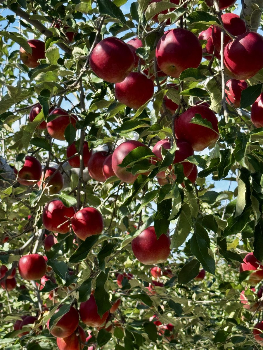 aomoriapple's tweet photo. 紅玉もいい色になってきました🍎
もう、見るだけでよだれが🤤 https://t.co/kclPLpcvZO