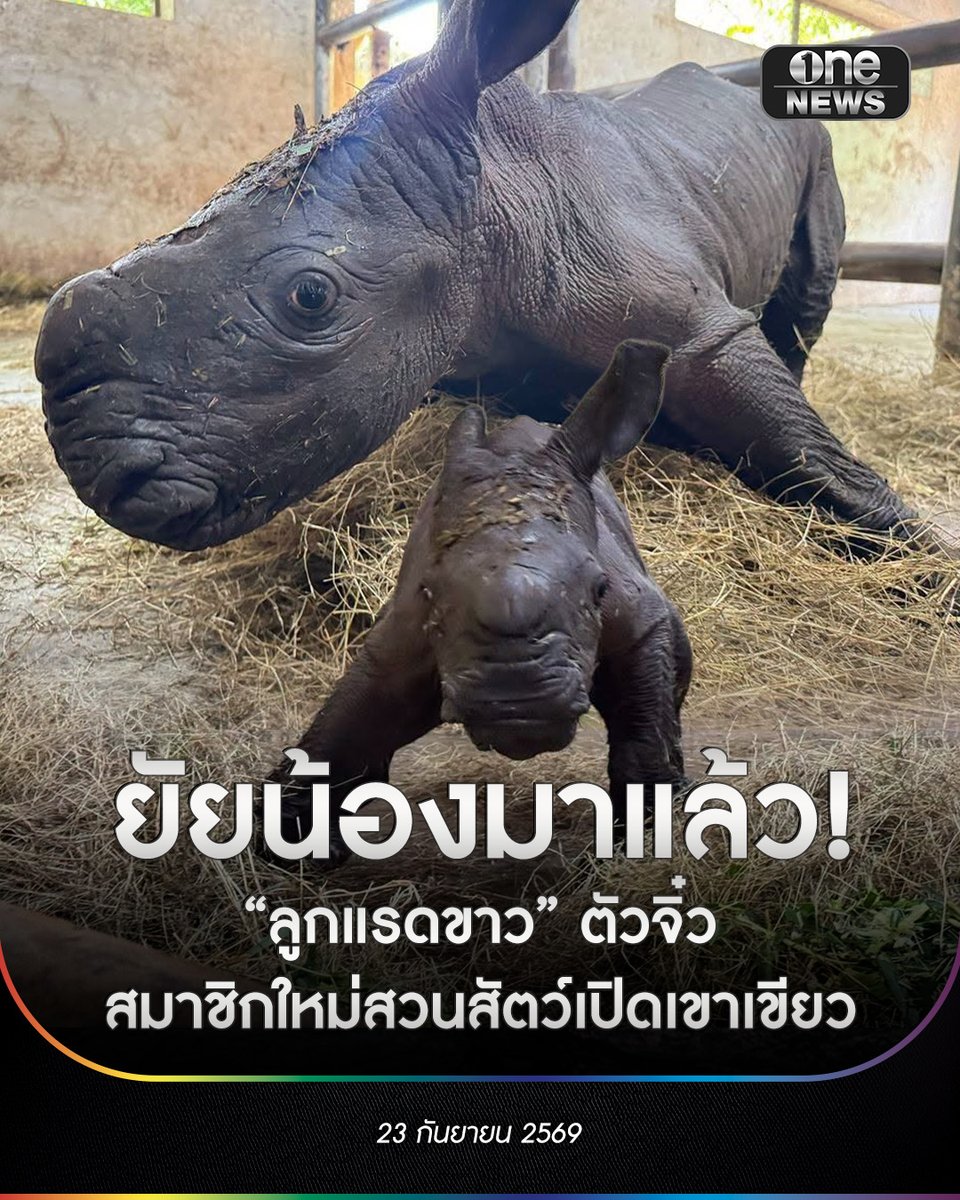 onenews31's tweet photo. 23 ก.ย. 69 เรียกเสียงกรี๊ดและรอยยิ้มจากโลกออนไลน์ได้ทันที เมื่อเพจเฟซบุ๊ก สวนสัตว์เปิดเขาเขียว Khao Kheow Open Zoo ได้โพสต์ภาพสมาชิกใหม่ตัวน้อยสุดน่ารัก นั่นก็คือ “ลูกแรดขาว” พร้อมแคปชันสุดกวนใจว่า “ฮึบๆๆ ตัวจิ๋วแต่พกความน่ารักมาเกิน100”
.
ภาพความน่ารักของน้องแรดขาวตัวจิ๋วกำลังยืนตั้งท่าสู้กล้องด้วยท่าทางแข็งขัน ท่ามกลางกองฟางในคอกเลี้ยง เผยให้เห็นความซนและเอกลักษณ์ความน่าเอ็นดู ทำเอาเหล่าคนรักสัตว์และชาวเน็ตต่างเข้าไปกดไลก์ แชร์ และคอมเมนต์เอ็นดูกันอย่างล้นหลาม
.
สำหรับใครที่ตกหลุมรักความจิ๋วแต่แจ๋วของน้อง สามารถแวะไปเยี่ยมความน่ารักและให้กำลังใจสมาชิกใหม่ตัวนี้กันได้ที่ สวนสัตว์เปิดเขาเขียว จ.ชลบุรี
.
#onenews
#สำนักข่าววันนิวส์