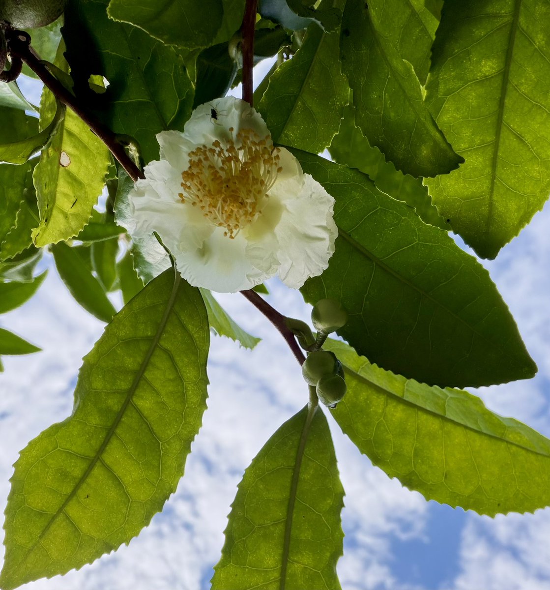 madamadamatu's tweet photo. びっくり！お茶🍵のお花‼️
お茶はツバキ科の植物なんだー

ひとつ賢くなった🥰 https://t.co/VfnA4HhLHN