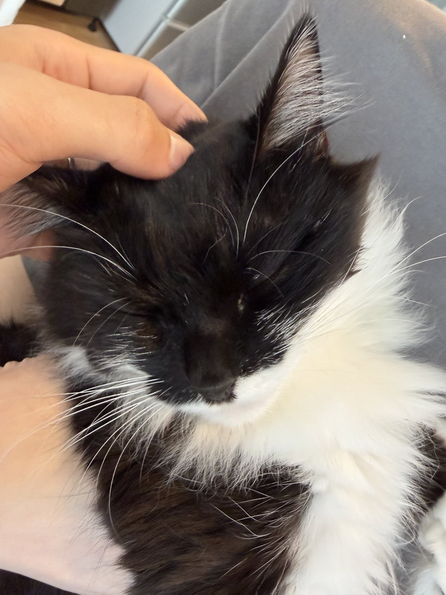 pnpn_cat_0930's tweet photo. 基本ツンツンしてるけどたまにだっこ大好きちゃんになるのかわいいね https://t.co/WQLOvJttze