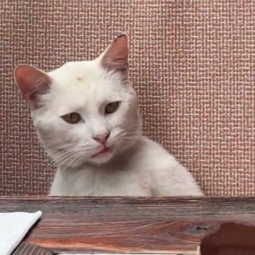 catcoder_ tweet picture