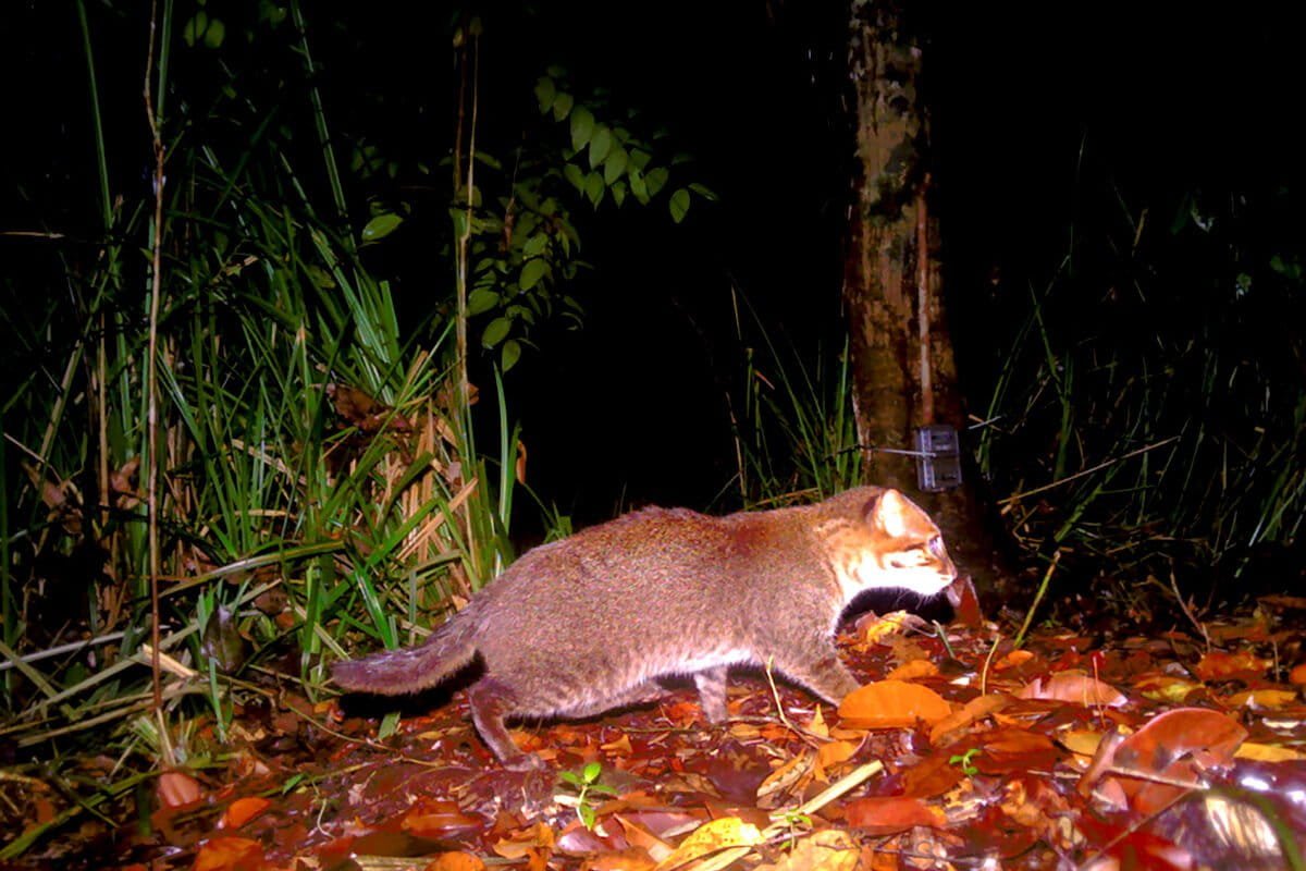 MongabayID's tweet photo. Sempat disangka punah, kucing langka unik pemakan ikan ini akhirnya muncul lagi setelah 30 tahun hilang! 

Kabar gokil datang dari Thailand! Seekor induk kucing tandang bareng anaknya baru aja terekam kamera jebak setelah gak pernah kelihatan sejak 1995. https://t.co/PaUOnPis0B