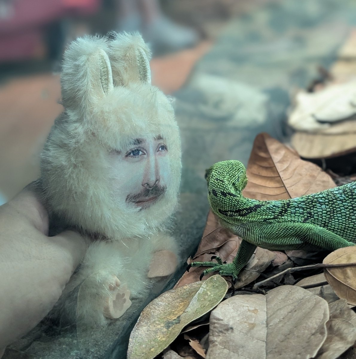 hephasst's tweet photo. Rygugu meets a lizard https://t.co/QOrnelaHmn