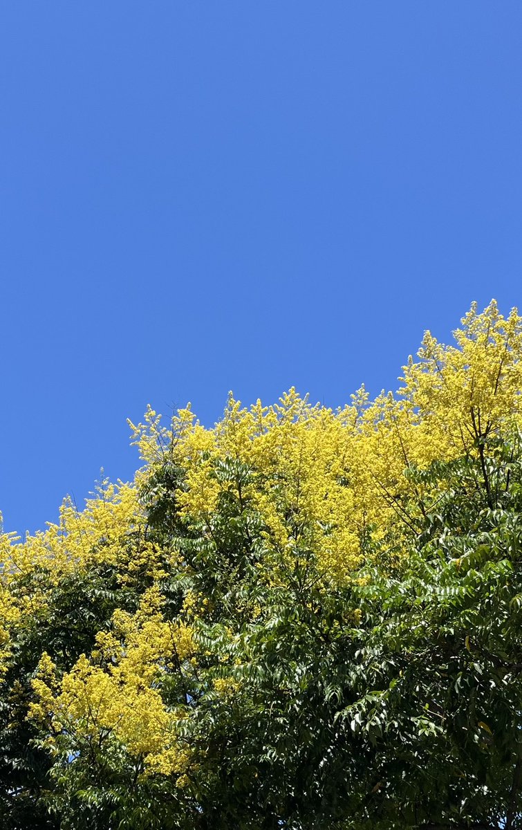 jcykwn's tweet photo. タイワンモクゲンジの花が咲いたら、秋はもうすぐだ
今年も鮮やかで茂っている🍵(´˘`＊) https://t.co/fSgVLyUmIj