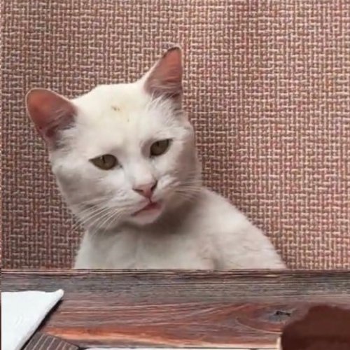 catcoder_ tweet picture