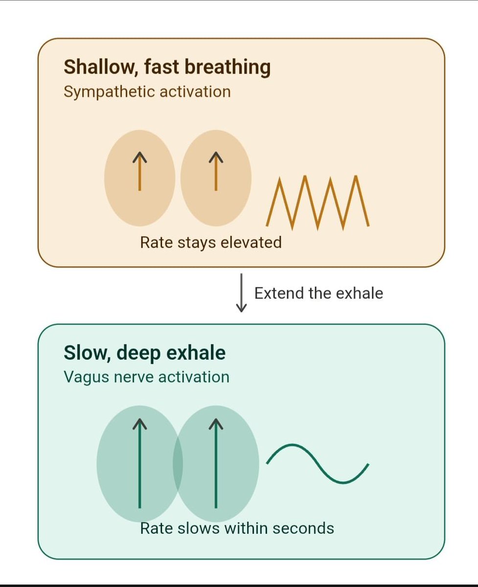 WellnessByAnil's tweet photo. Your exhale is a switch.

A longer exhale (try inhaling for 4, exhaling for 8) directly stimulates your vagus nerve — shifting you from a stressed, sympathetic state into a calm, parasympathetic one. Measurably. Within seconds.
Next time you feel wound up, don't just breathe. Extend the exhale.