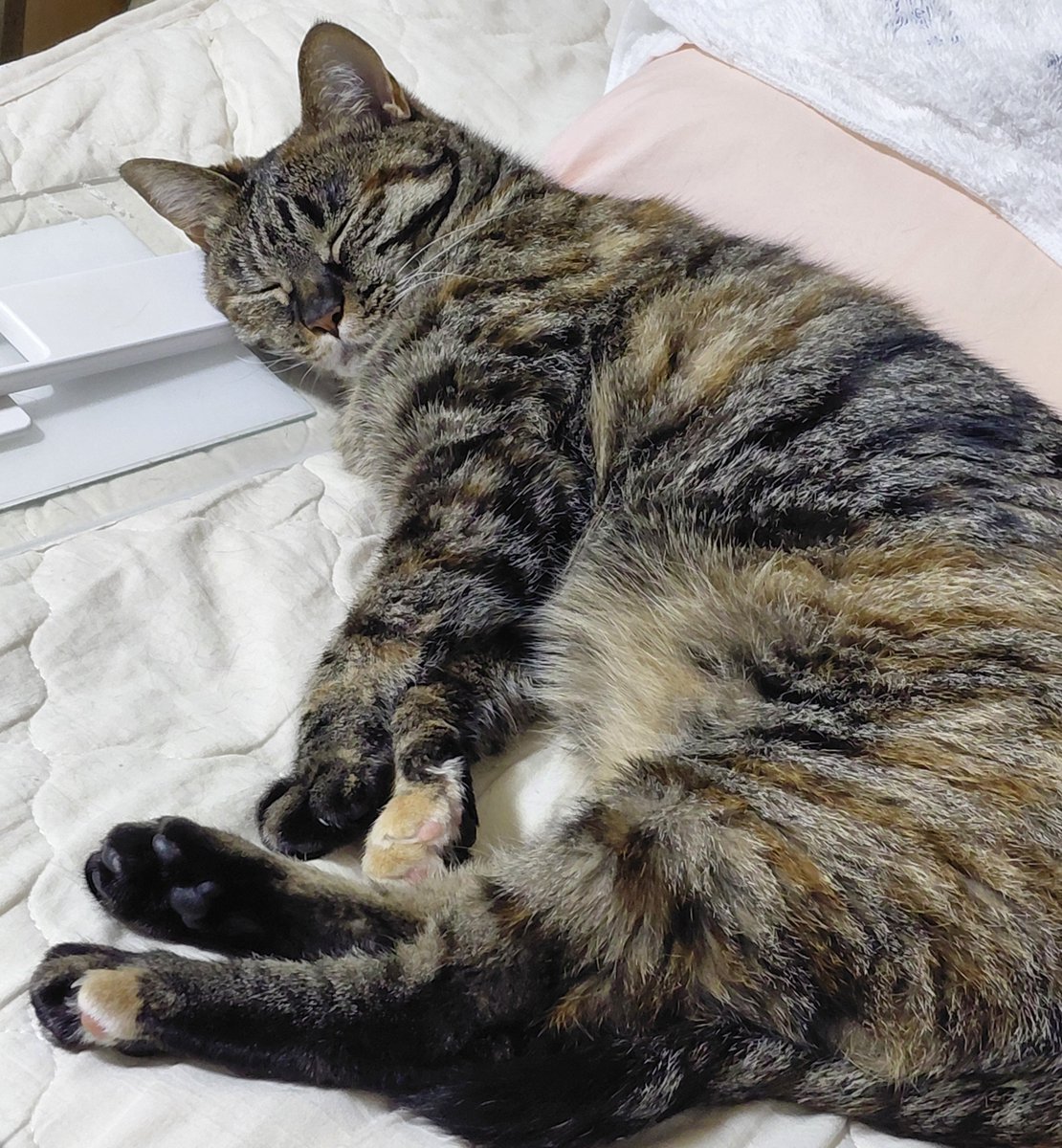 Amibellcca's tweet photo. 猫っていいよな… https://t.co/4qSa7Aj74P