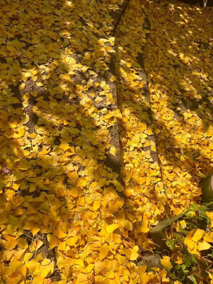 kenn62ethgregor's tweet photo. [The first autumn breeze brings crispness and sweet osmanthus fragrance—finally feeling the cool comfort after a sweltering summer!] https://t.co/R7CUu2ScyB