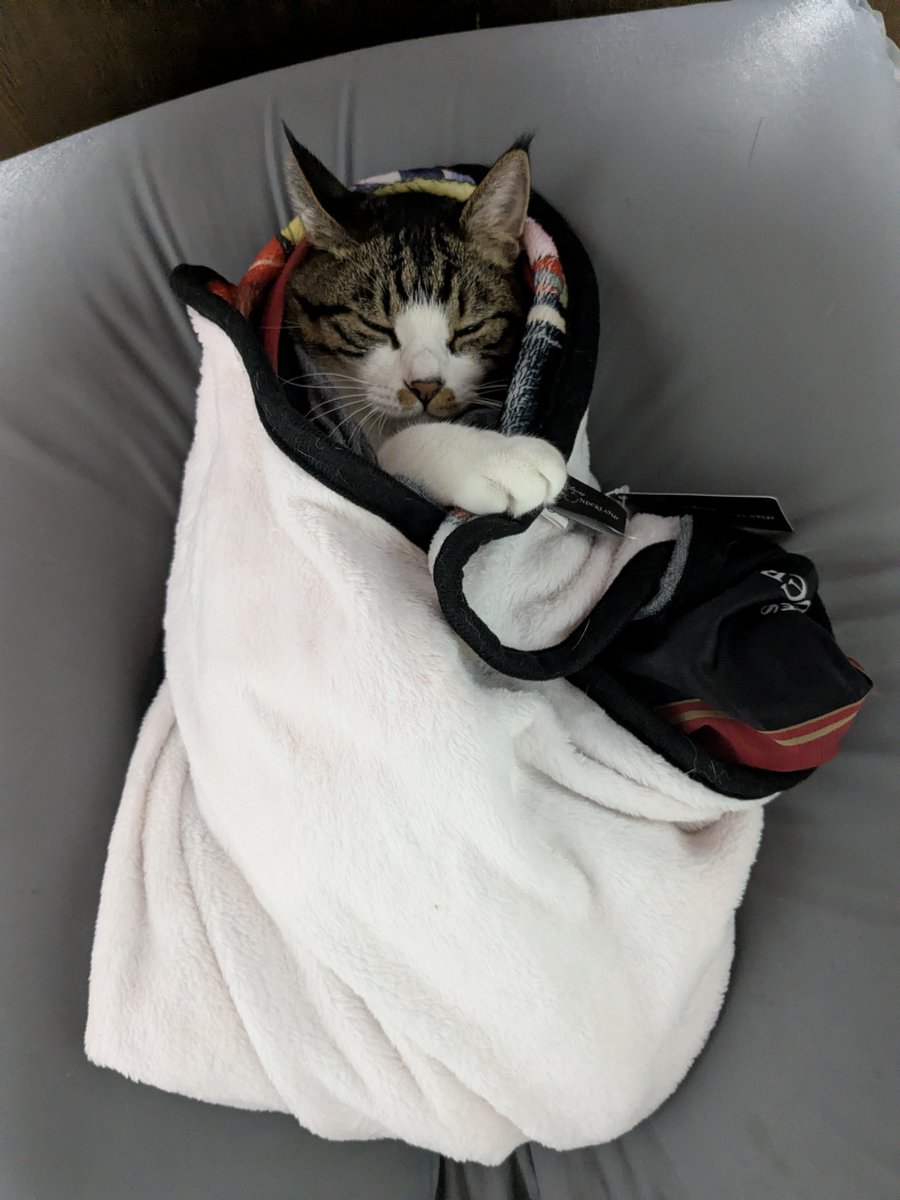 0101025's tweet photo. ビーズクッションで遊びまくるので、黙らせるためにお包みにしてやりました https://t.co/d824Jndwme