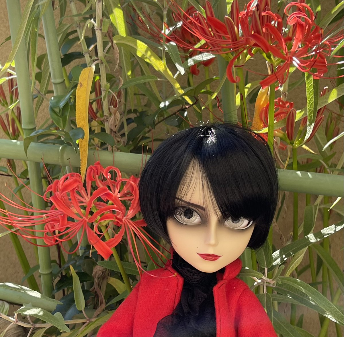 vienekochat's tweet photo. 庭の曼珠沙華とあっちゃん

BUCKｰTICK
曼珠沙華manjusaka
作詞 櫻井敦司
作曲 星野英彦

今あなたに会いにゆくよ
誰も消えた迷い道
ただ一目だけでいいよ
風に揺れる彼岸花
眠りの中だけでいいよ
忘れてしまえばいいから
病める者の夢の夢さ
忘れてしまえばいいから全部 https://t.co/CIa4lutQEt