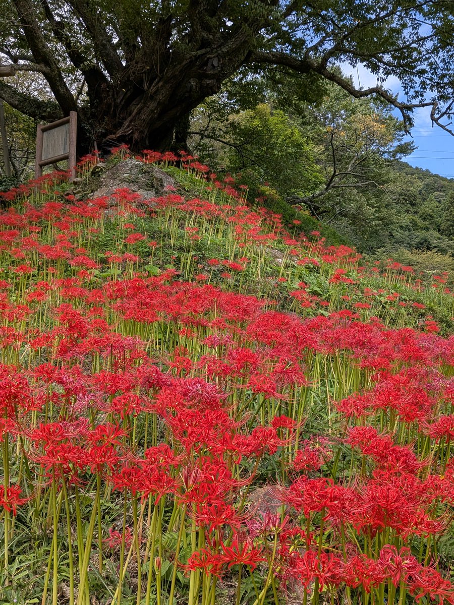 zentekido's tweet photo. 曼珠沙華の見ごろだという仏隆寺へ。家からわりと近く、桜でも知られている。空海の弟子が開いた寺で、そこで入定したという石室も公開されています。

懸崖に一樹その辺に彼岸花

彼岸花メメント・モリと咲けるかな

臈長けて紅を落として曼珠沙華

順一 https://t.co/xNZh8I2y9g