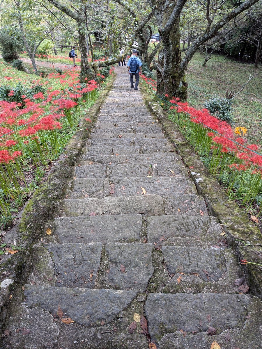 zentekido's tweet photo. 曼珠沙華の見ごろだという仏隆寺へ。家からわりと近く、桜でも知られている。空海の弟子が開いた寺で、そこで入定したという石室も公開されています。

懸崖に一樹その辺に彼岸花

彼岸花メメント・モリと咲けるかな

臈長けて紅を落として曼珠沙華

順一 https://t.co/xNZh8I2y9g