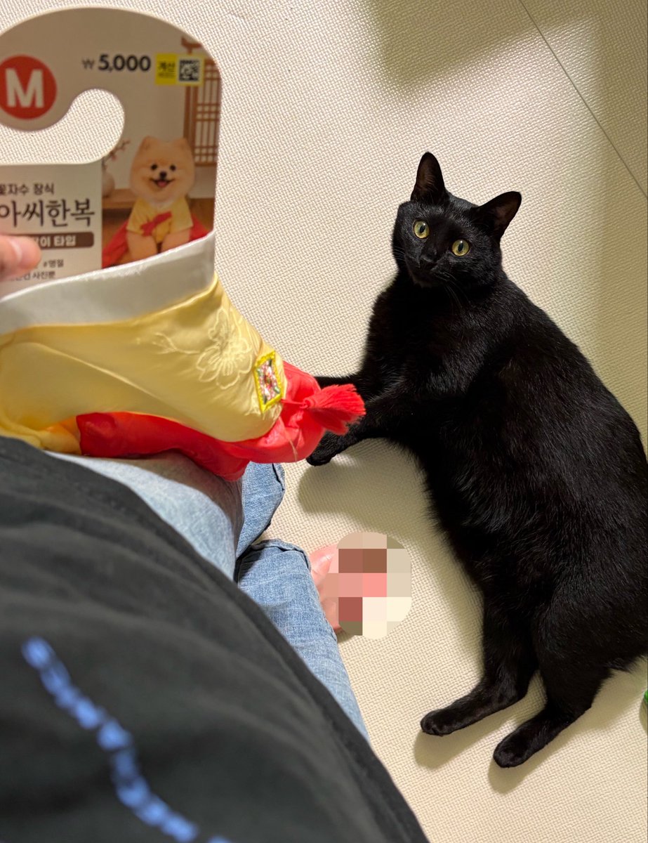 seorithecat's tweet photo. 조기 퇴근햇더니 고영이가 머지? 라는 표정으로 일단 반가워해줌 https://t.co/IhNgsMZusM