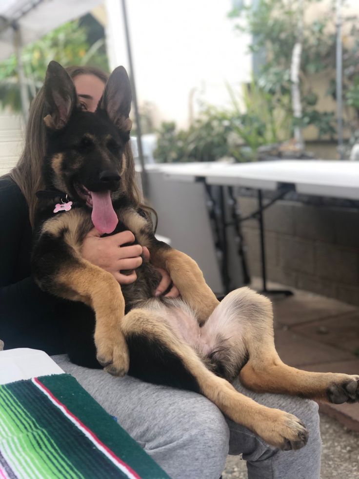 Andikamasiver's tweet photo. Come satisfy your fantasy as you watch me get knotted by my beast 🐶🐾Curiousity ride to adventures
https://t.co/3jBVQFj6p7
#doglover #dogknotting #knotty #dog #puppy #dogwhore #dogwoman #dogwhore #artofzoo #zoocontents #beastiality #taboocontents https://t.co/Ems6VArr45