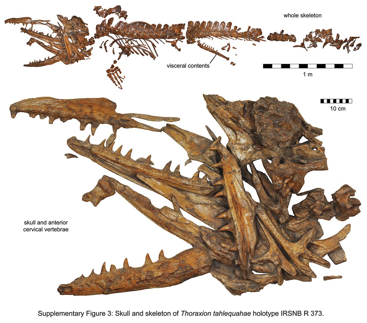 NatSciChannel's tweet photo. 🚨NEW STUDY DROP🚨

50+ specimens of Mosasaurus lemonnieri were found in Ciply-Malogne Phosphatic Chalk Formation in Hainaut, Belgium 1880s. They have now been thoroughly redescribed, with one specimen a new species - Thoraxion tahlequahae!

🎨:  @Shamu_blackfish https://t.co/gamst7iYAg